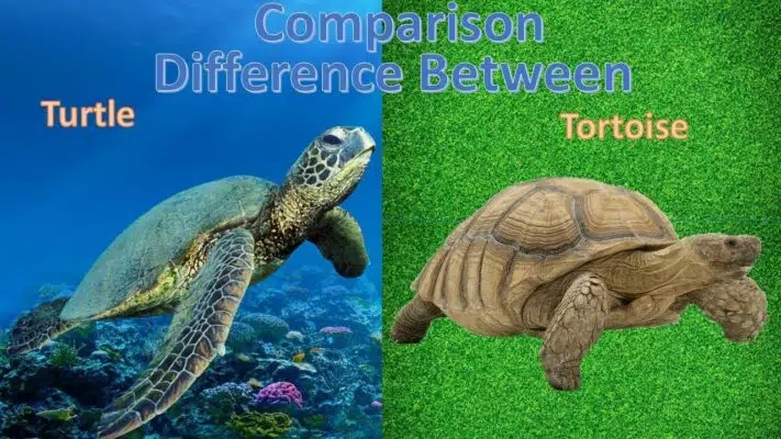 Difference Between Turtle and Tortoise