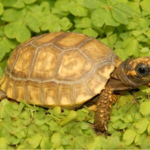 Black Greek Tortoise For Sale - Exotic Tortoises 