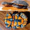 Black spine-neck swamp turtle