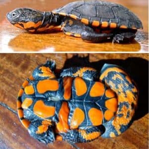 Vietnamese Pond Turtle for sale - From exotic tortoises worldwide delivery