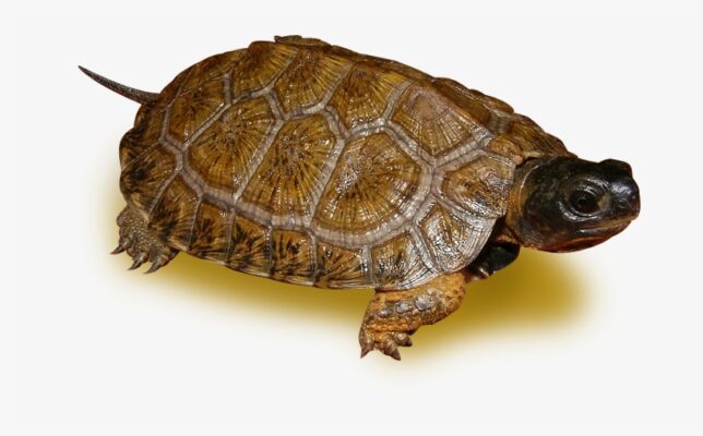 North american wood turtles for sale - From exotic tortoises worldwide ...