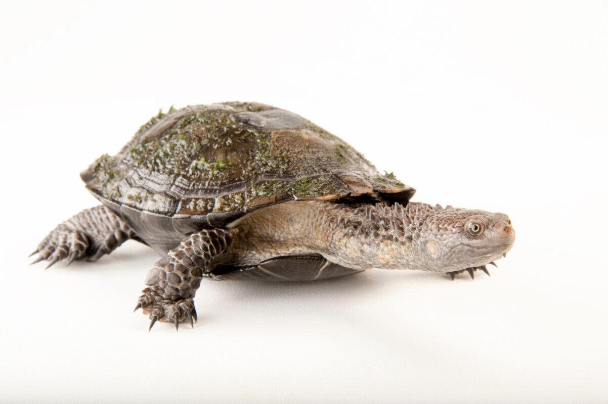 Black spine-neck swamp turtle for sale - exotic tortoises | Baby ...