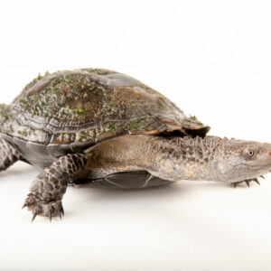 buy Black spine-neck swamp turtle