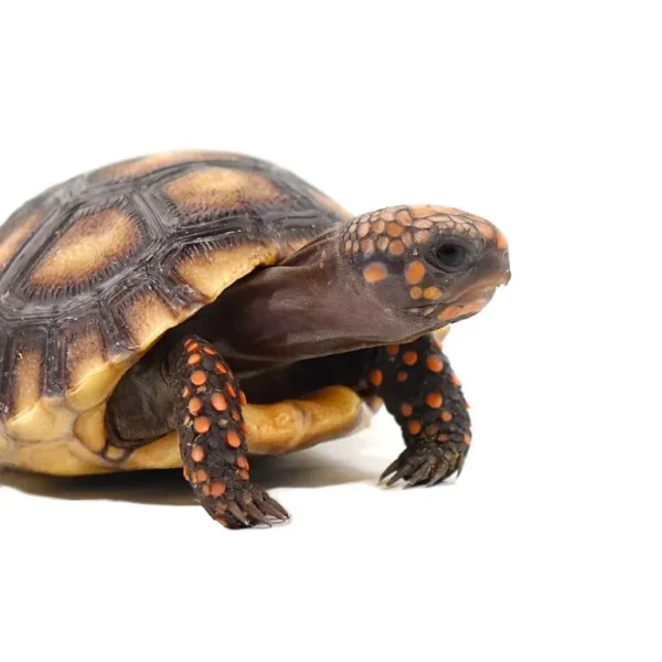buy Red Footed Tortoise