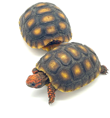 buy Bolivian Cherry Headed Red Footed Tortoise