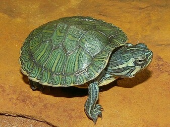 best place to buy turtles online