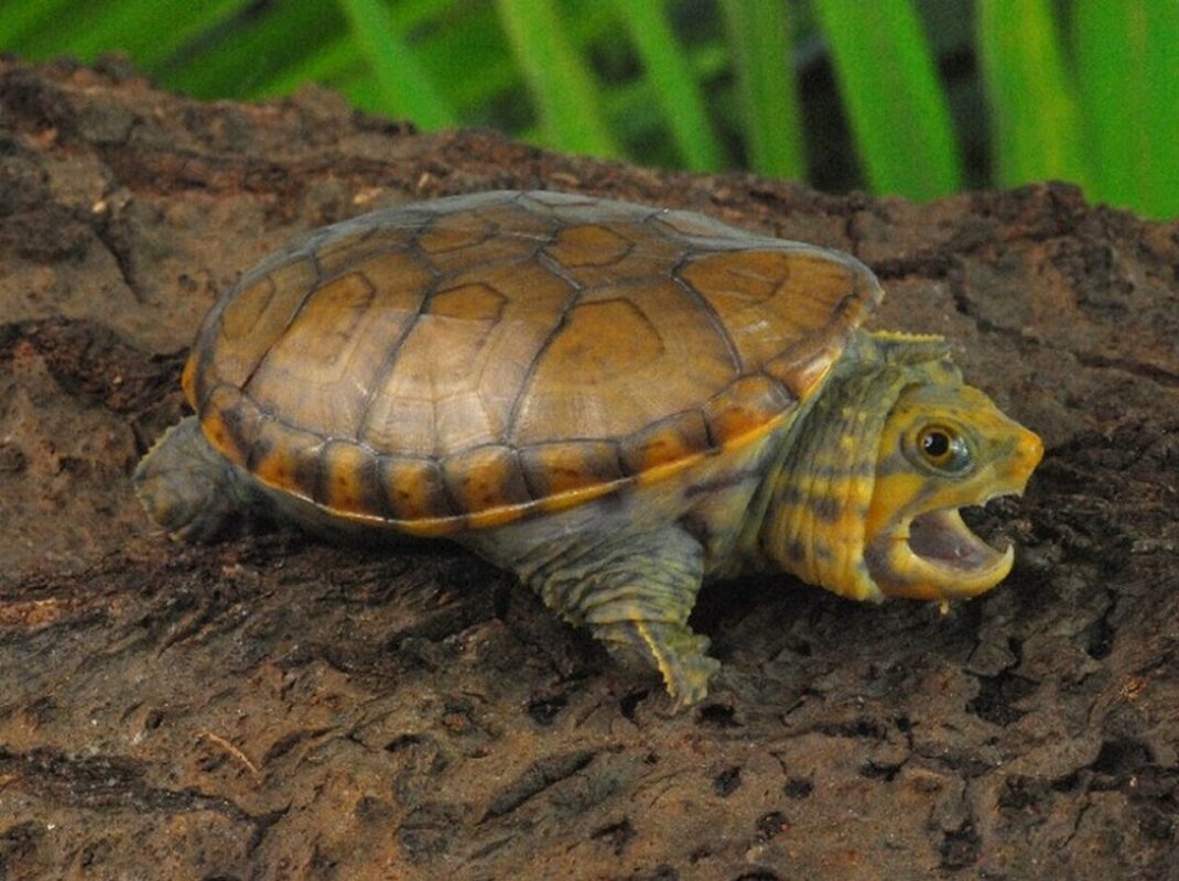 Narrow Bridged Musk Turtle for sale Fromexotic tortoises worldwide