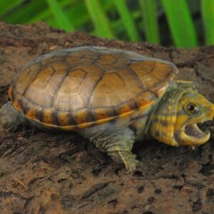 Narrow Bridged Musk Turtle for sale 