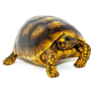 buy High Yellow Footed Tortoises