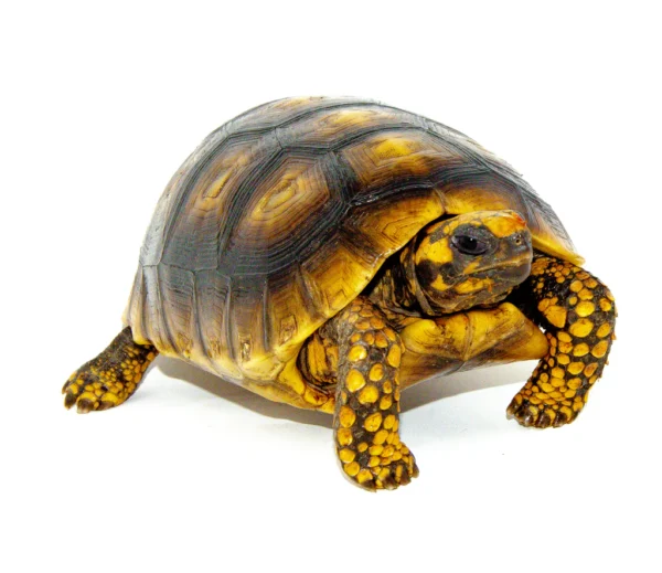 buy High Yellow Footed Tortoises