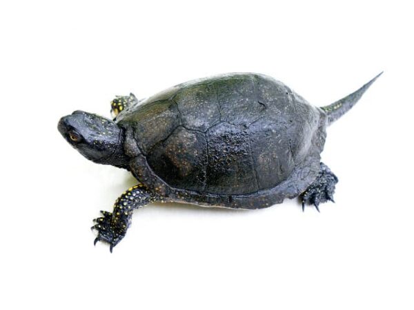 European Pond Turtle for sale