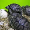 Galapagos islands tortoise