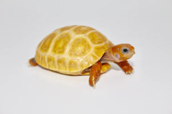 Platinum Yellow Leucistic Red Foot Tortoise for sale