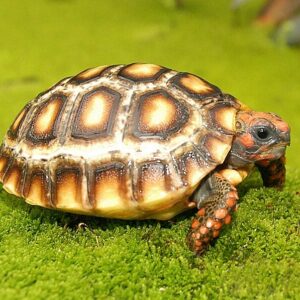 Ivory Cherry Head Red Footed Tortoises