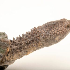 Black spine-neck swamp turtle for sale
