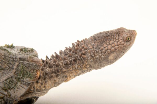 Black spine-neck swamp turtle for sale