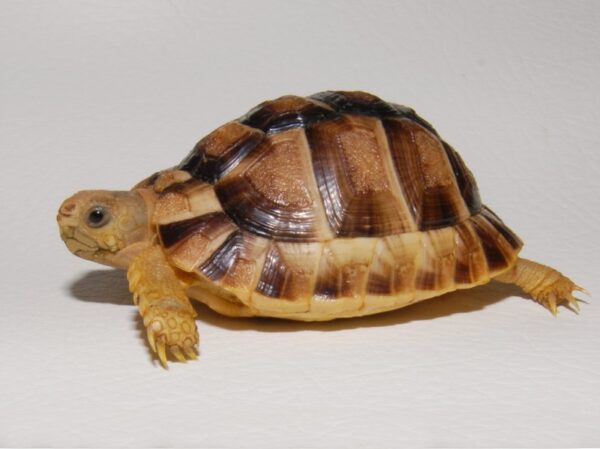 Kleinman's Tortoise for sale