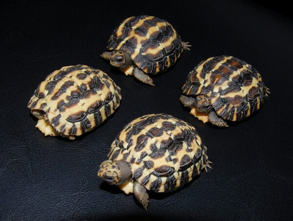 Madagascar Flat Shelled Spider Tortoises