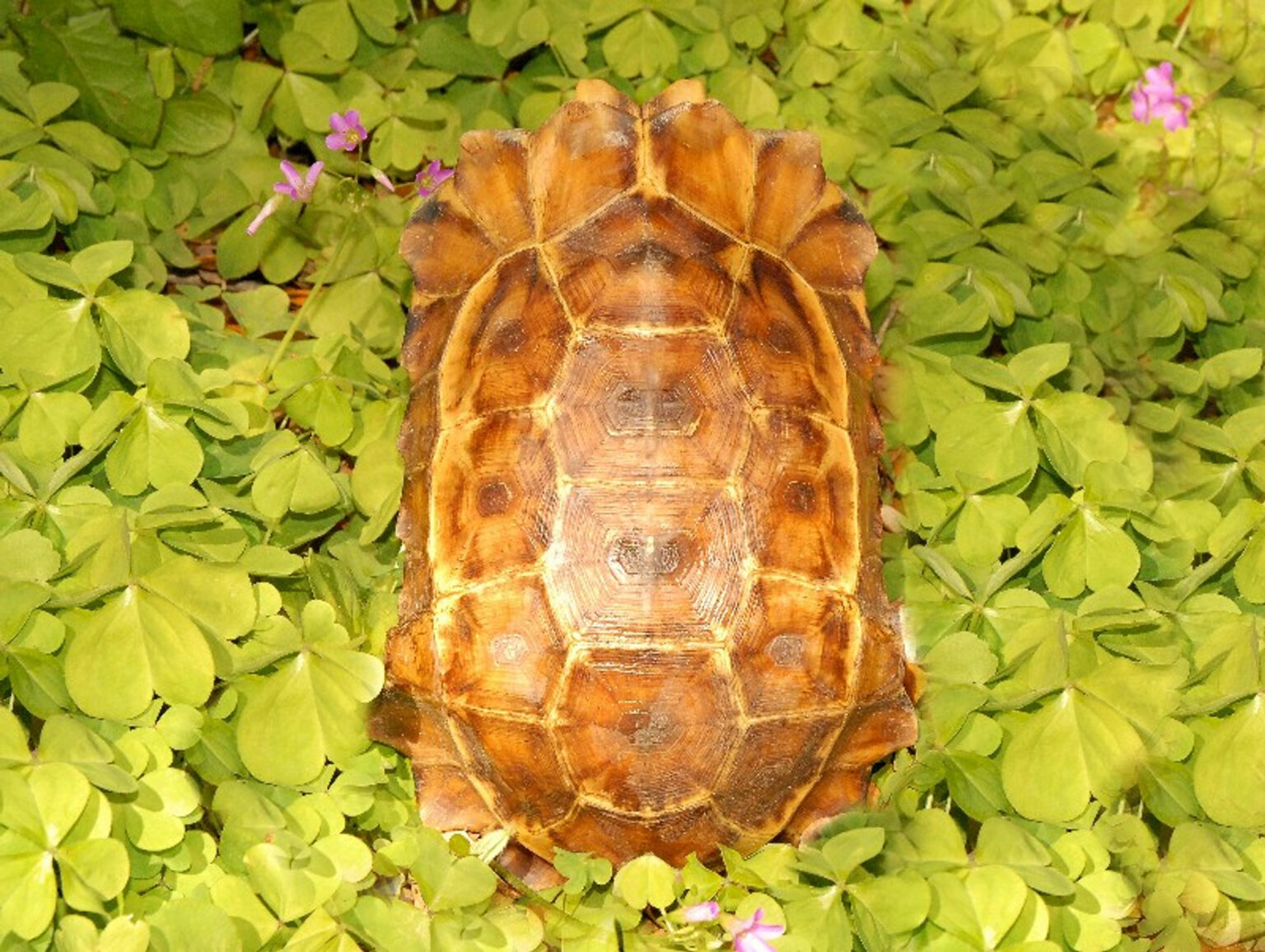 Serrated Hinge Backed Tortoises for sale - From exotic tortoises worldwide