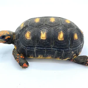 Ivory Cherry Head Red Footed Tortoises for sale