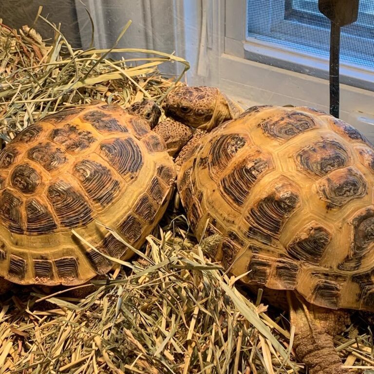 Russian tortoise for sale From exotic tortoises worldwide delivery.