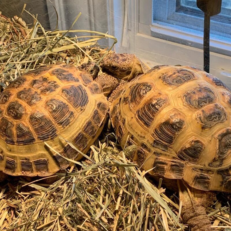 Russian tortoise for sale From exotic tortoises worldwide delivery.
