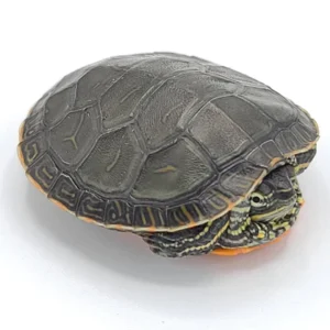 Western Painted Turtle for sale