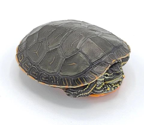 Western Painted Turtle for sale