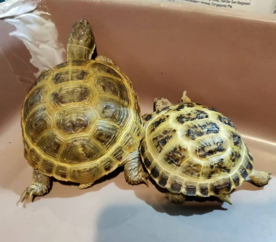 Russian Tortoise For Sale From Exotic Tortoises Worldwide Delivery 8671