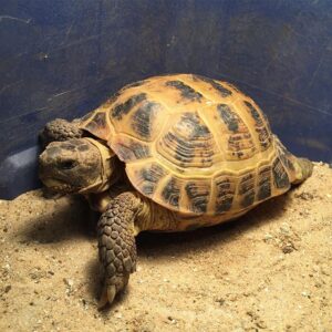Russian tortoise for sale