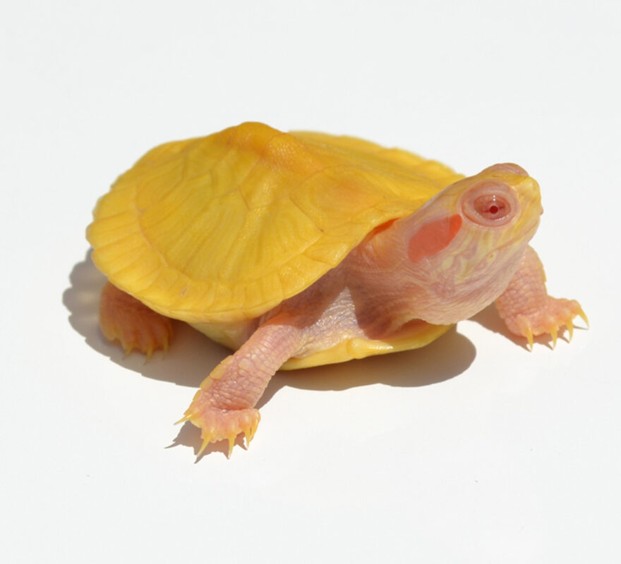 Albino yellow belly slider for sale - exotic tortoises | aquatic ...