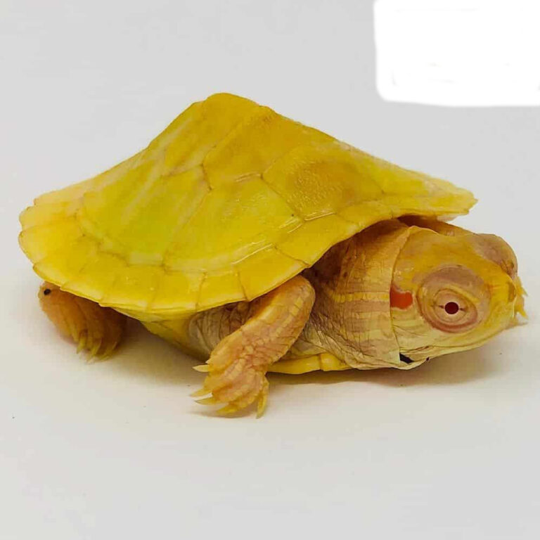 African Dwarf Mud Turtle exotic tortoises turtles breeders buy tortoise