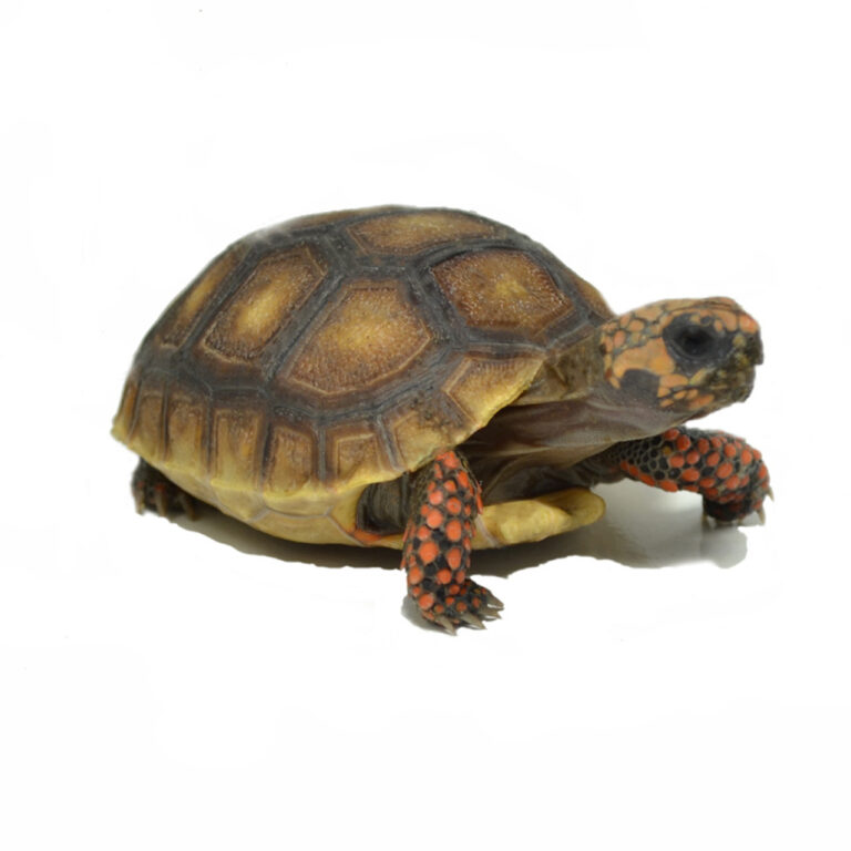 Best place to buy tortoise online Exotic tortoises Tortoises for sale.