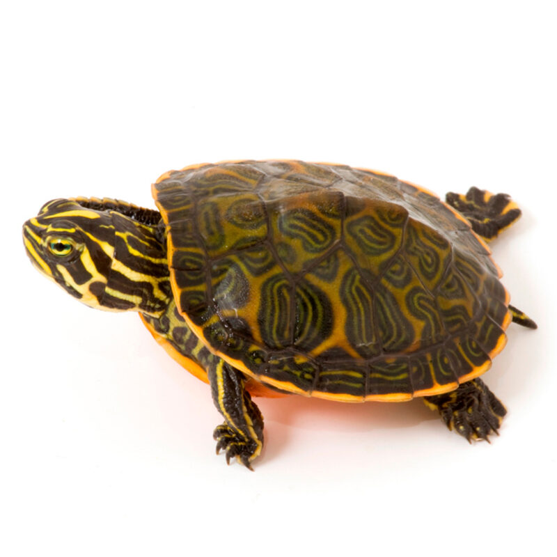 florida red bellied turtle for sale exotic tortoises turtles for