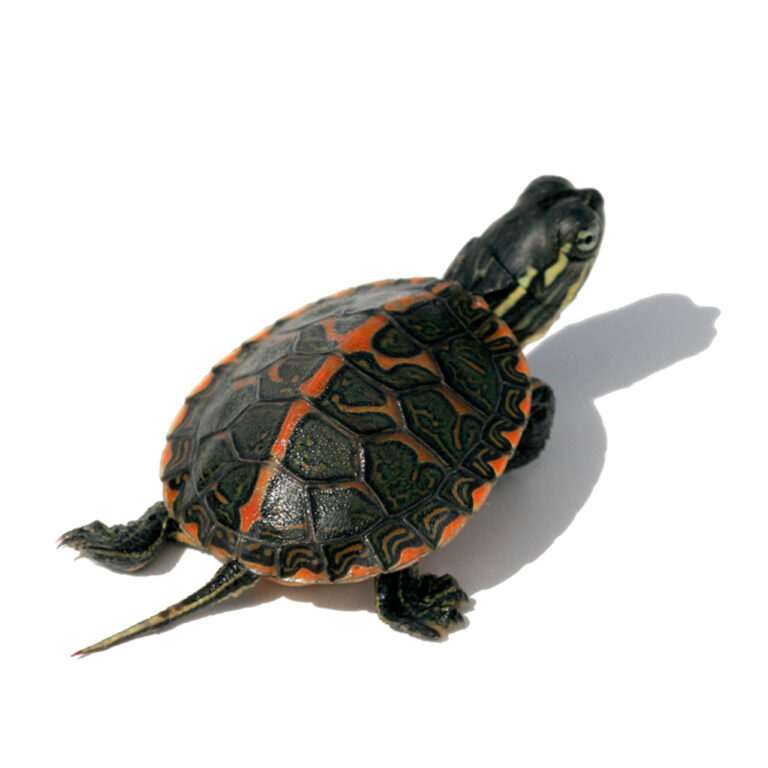 eastern painted turtles for sale - exotic tortoises | painted turtle ...