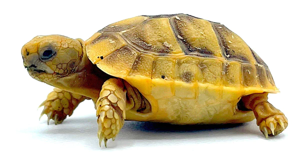 Golden Yellow Footed Tortoises
