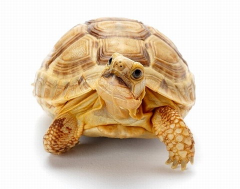 Sulcata Tortoise for sale