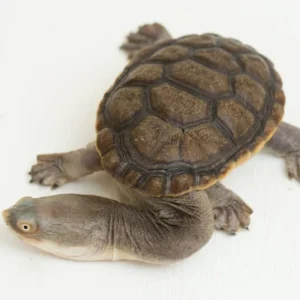 Siebenrock's Snake Necked Turtle for sale