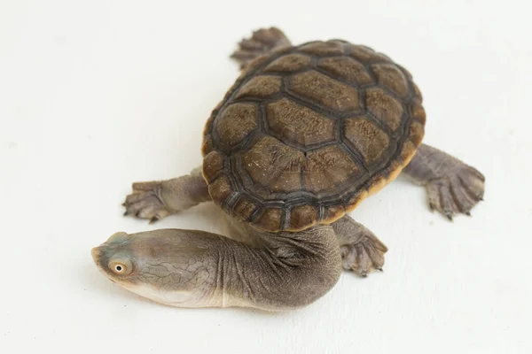 Siebenrock's Snake Necked Turtle for sale