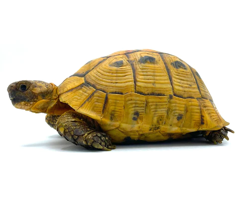 Golden Greek Tortoise for sale