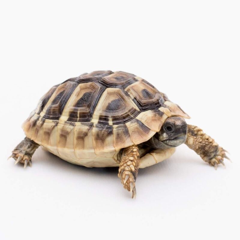 Best place to buy tortoise online Exotic tortoises Tortoises for sale.