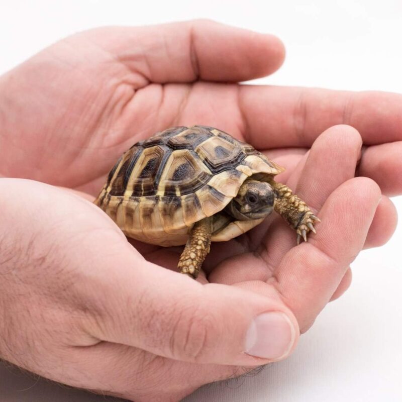 Best place to buy tortoise online Exotic tortoises Tortoises for sale.