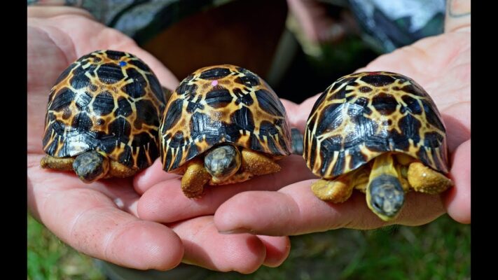 Radiated tortoises for sale - exotic tortoises | Tortoise for sale near me