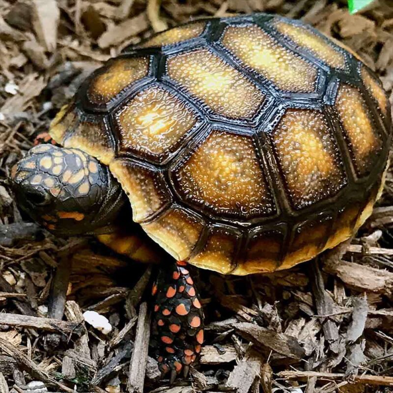 Black Greek tortoise for sale - exotic tortoises | Real baby turtles ...