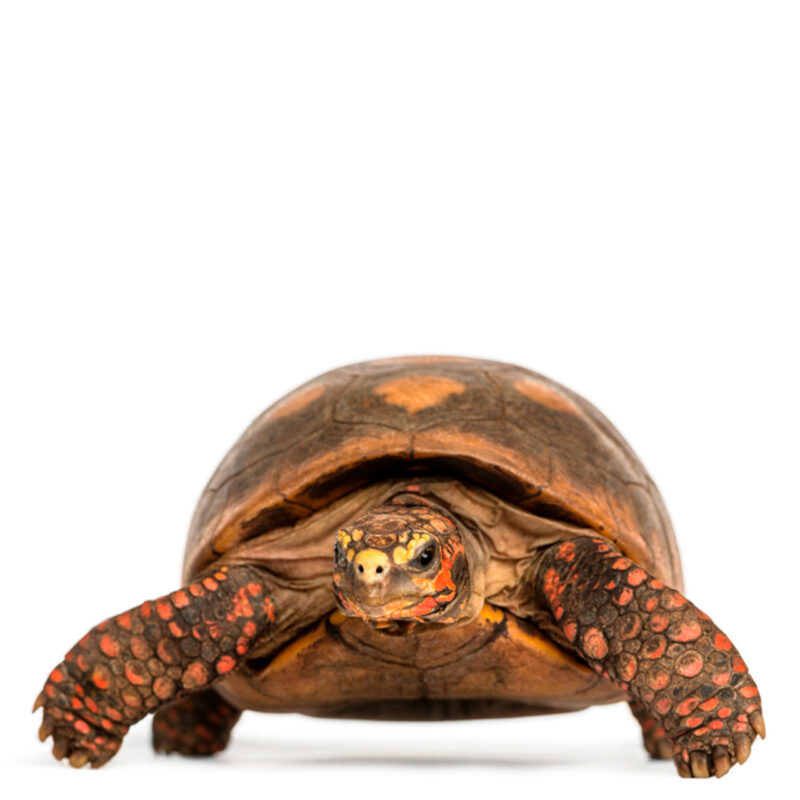 Red Foot Tortoise For Sale - From Exotic Tortoises Worldwide Delivery