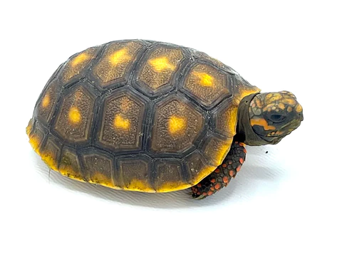 Honey Colored Red Footed Tortoises