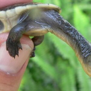 Siebenrock Snake Necked Turtle
