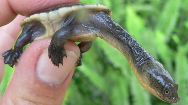 Siebenrock Snake Necked Turtle