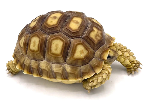 buy Sulcata Tortoise tortoise