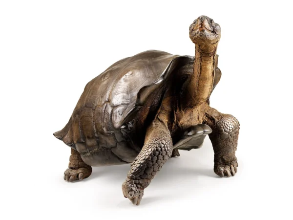 Galapagos islands tortoise for sale